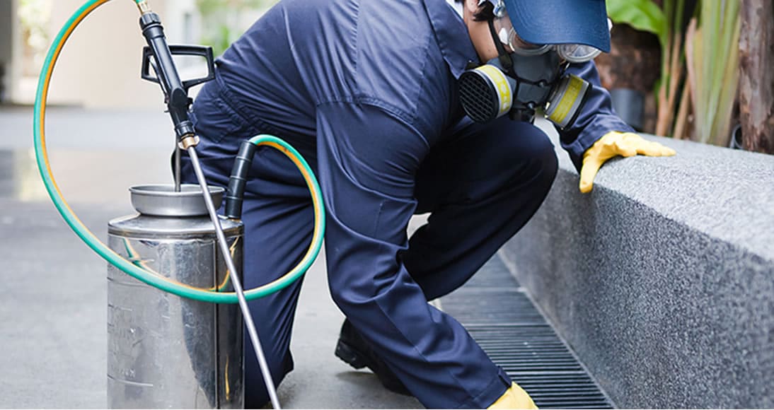 Dedetizadora 24 horas em Mirandópolis